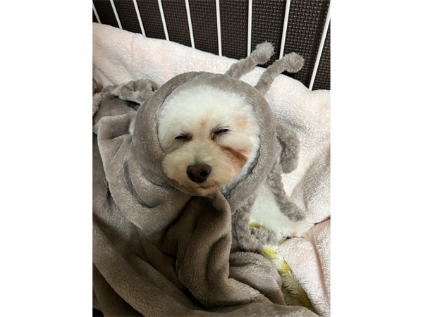 モデル犬卒業後、里親さん宅での様子♪～モアナちゃん～